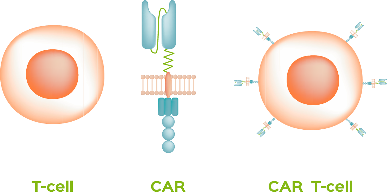 CAR T-Cell